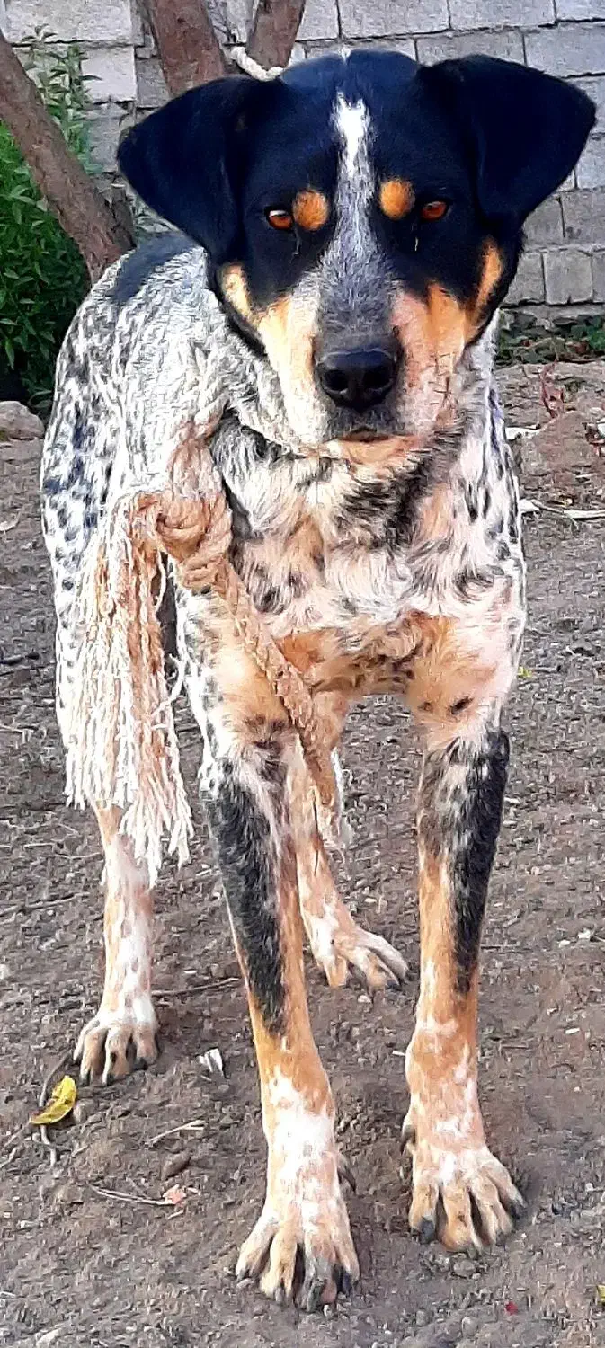 سگ شکاری حرف گوش کن|سگ|اردبیل, |دیوار