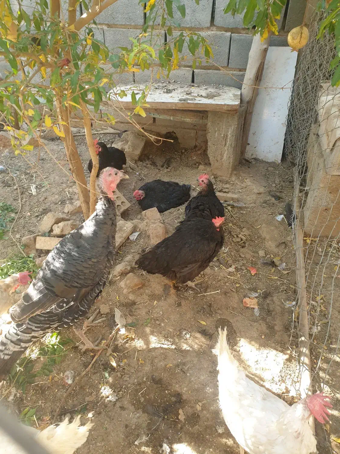 خروس و مرغ تخمی و بوقلمون|حیوانات مزرعه|شریف‌آباد, |دیوار