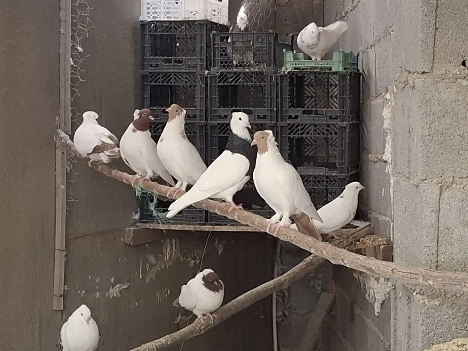 کبوتر طوق سیاه . سفید . پرستویی|پرنده|لامرد, |دیوار