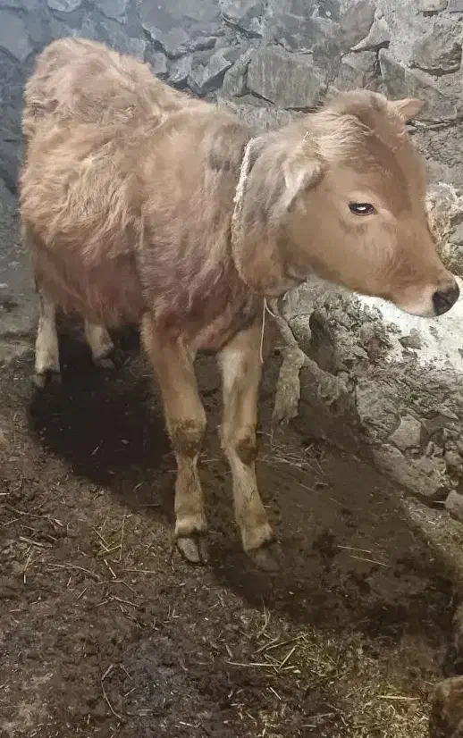 یک‌گوساله‌نر|حیوانات مزرعه|هوراند, |دیوار