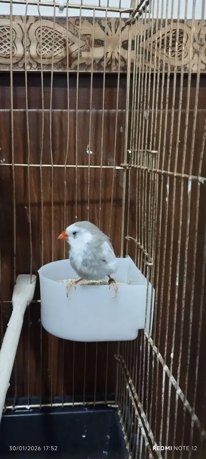 گنجشک فنچ|پرنده|ارومیه, |دیوار