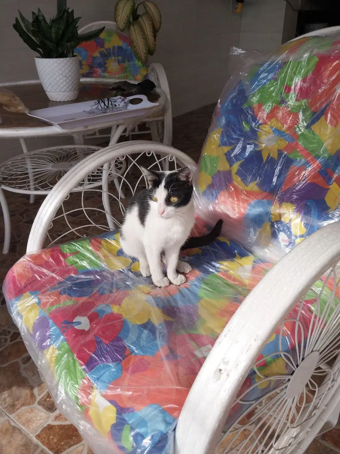 واگذاری بچه گربه تاکسیدو ماده|گربه|قائم‌شهر, |دیوار