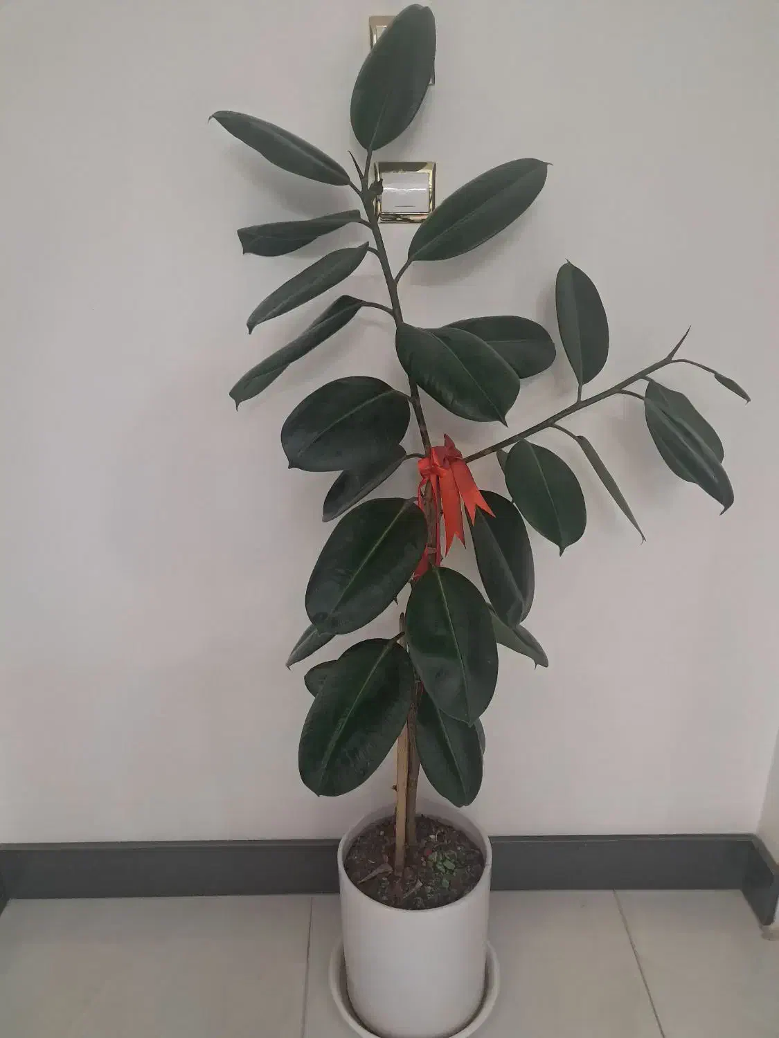 دوعددگل طبیعی به فروش میرود|گل و گیاه طبیعی|گلبهار, نوبهار|دیوار