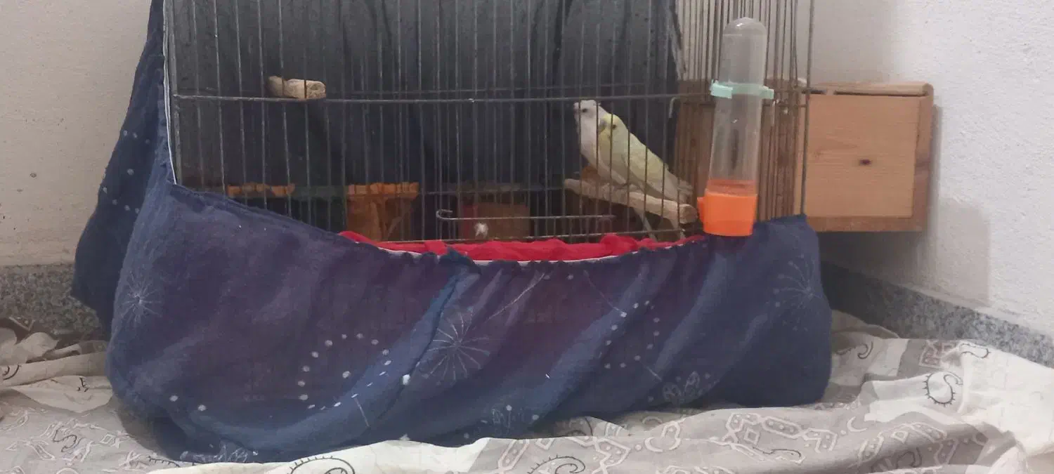 مرغ عشق پروانه ای تخم گزار|پرنده|آستارا, |دیوار