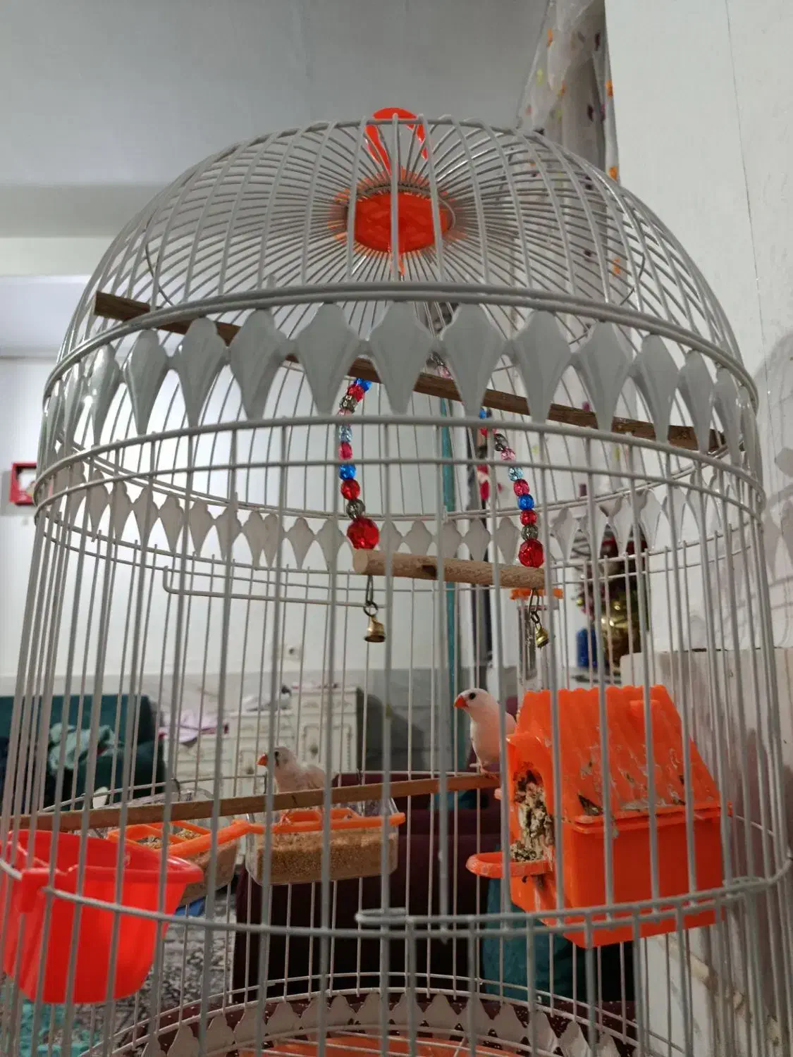 دوعددفنچ باقفس|پرنده|پاکدشت, پاکدشت (مامازند)|دیوار