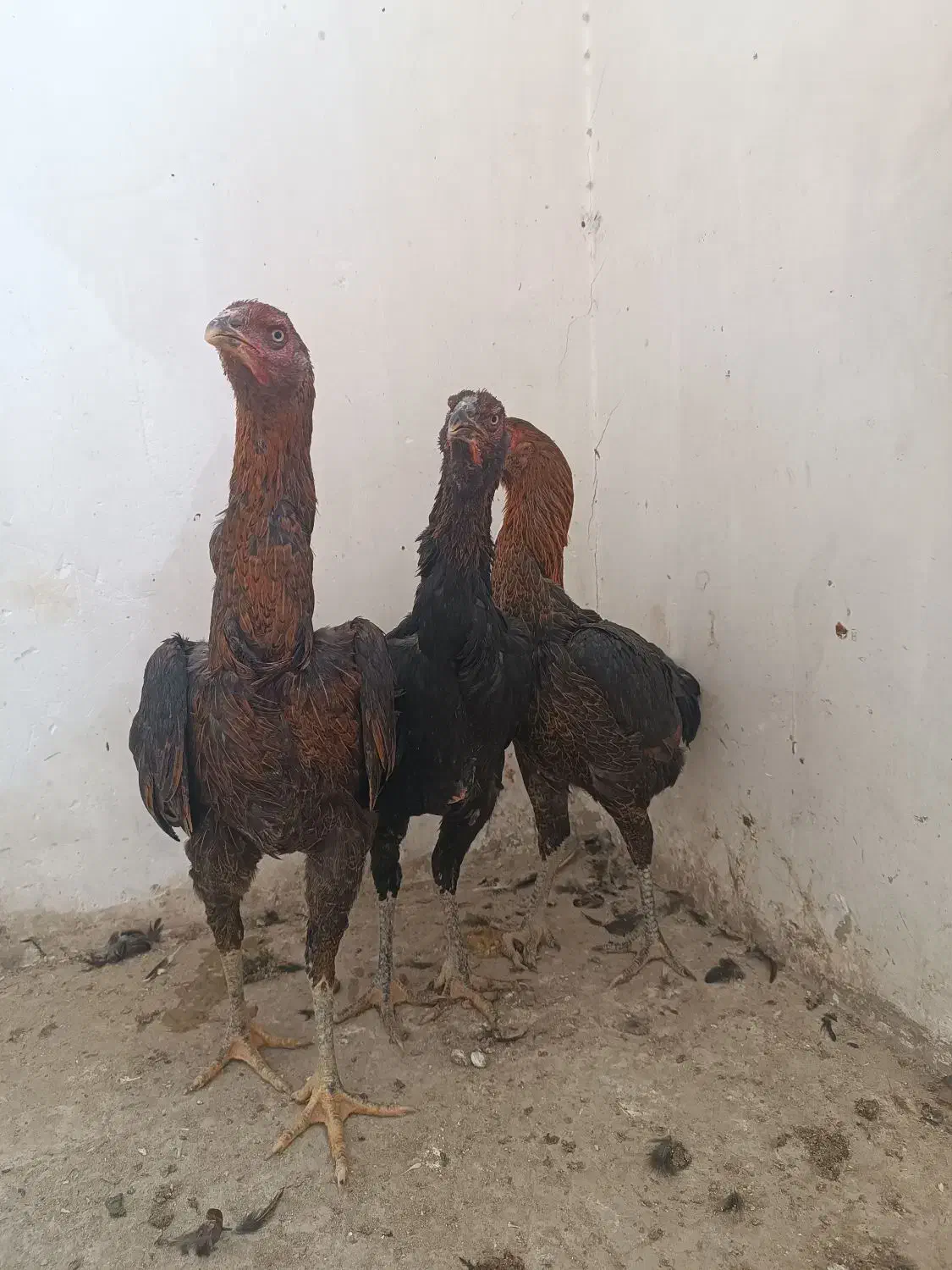 مرغ لاری نصلی|حیوانات مزرعه|مشهد, امیریه|دیوار