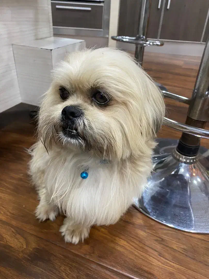 سگ شیتزو تریر گمشده|حیوانات|قائمشهر, |دیوار