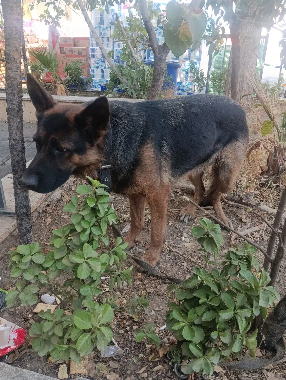 سگ نگهبان نژاد ژرمن|سگ|تهران, شهرک استقلال|دیوار