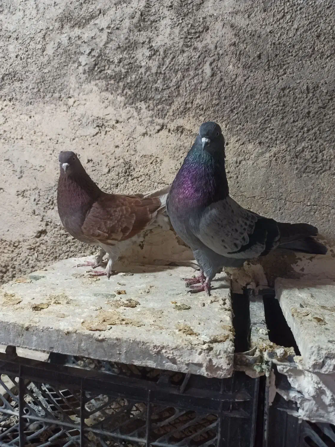 کبوترتی ماهی|پرنده|چرداول, |دیوار