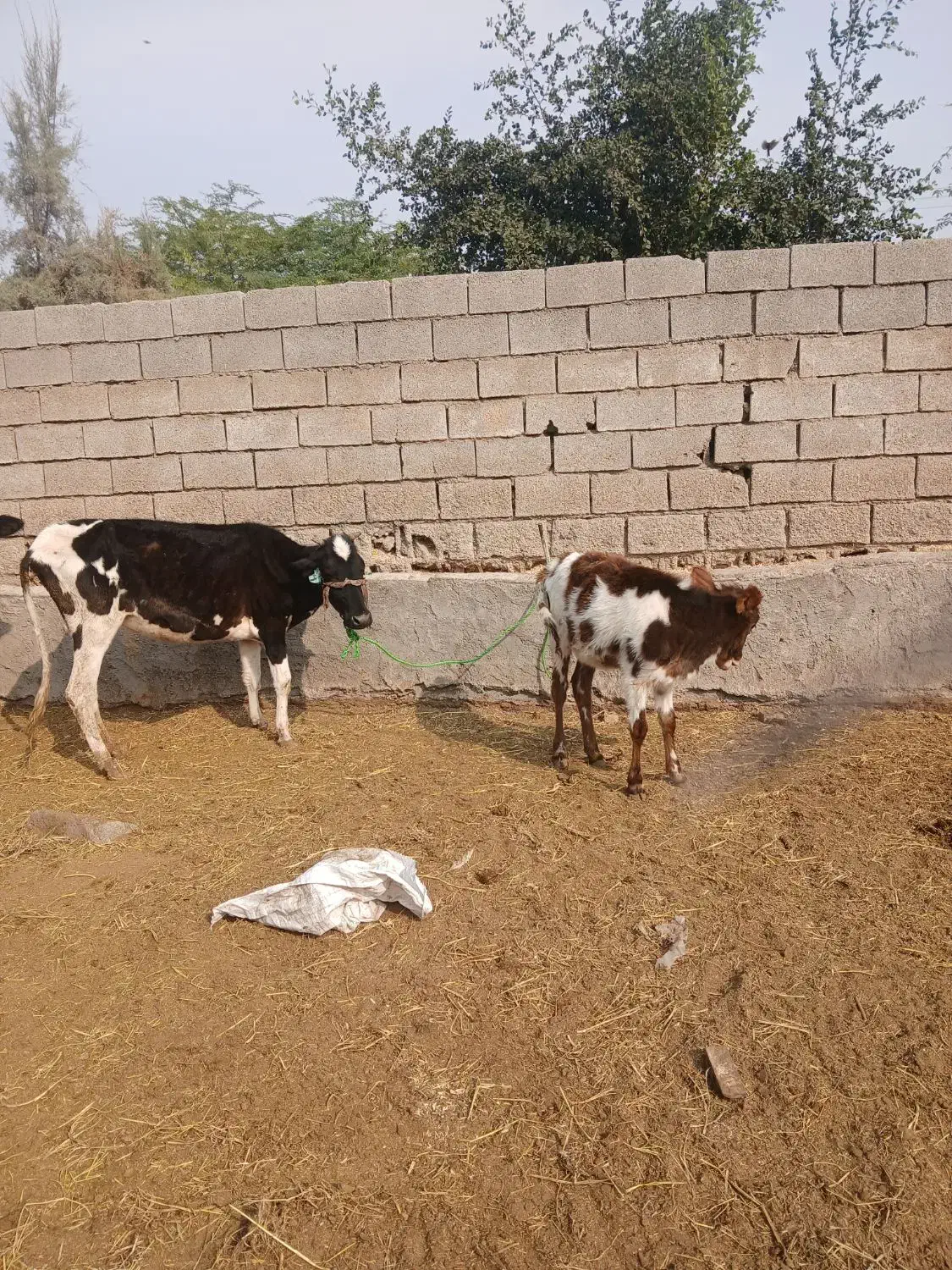 گاو زاییده با گوساله ماده|حیوانات مزرعه|اهواز, کمپلو شمالی|دیوار