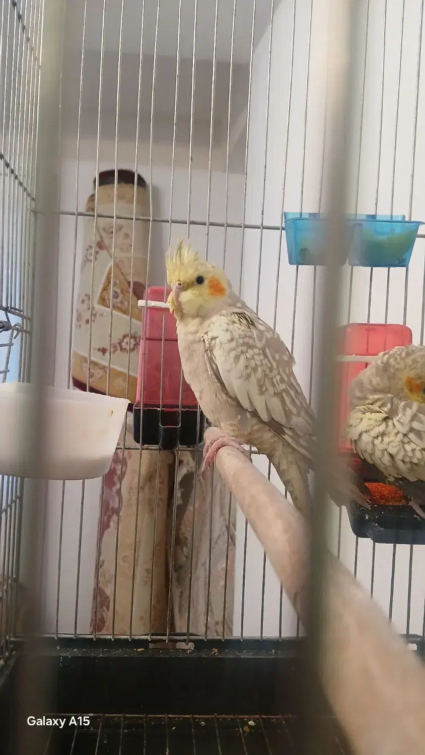 عروس هلندی|پرنده|سهند, |دیوار