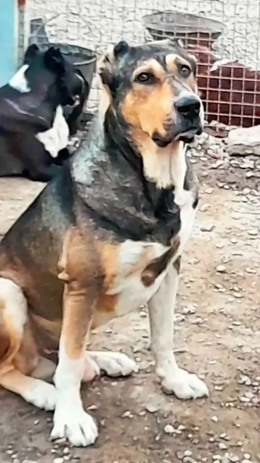 سگ نژاد دار|سگ|مشهد, طبرسی شمالی|دیوار