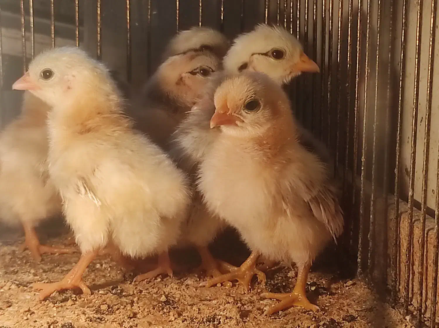 جوجه مرغ نژاد کوشین پانتام و جاپنیز (ژاپنیکس)|حیوانات مزرعه|تبریز, |دیوار