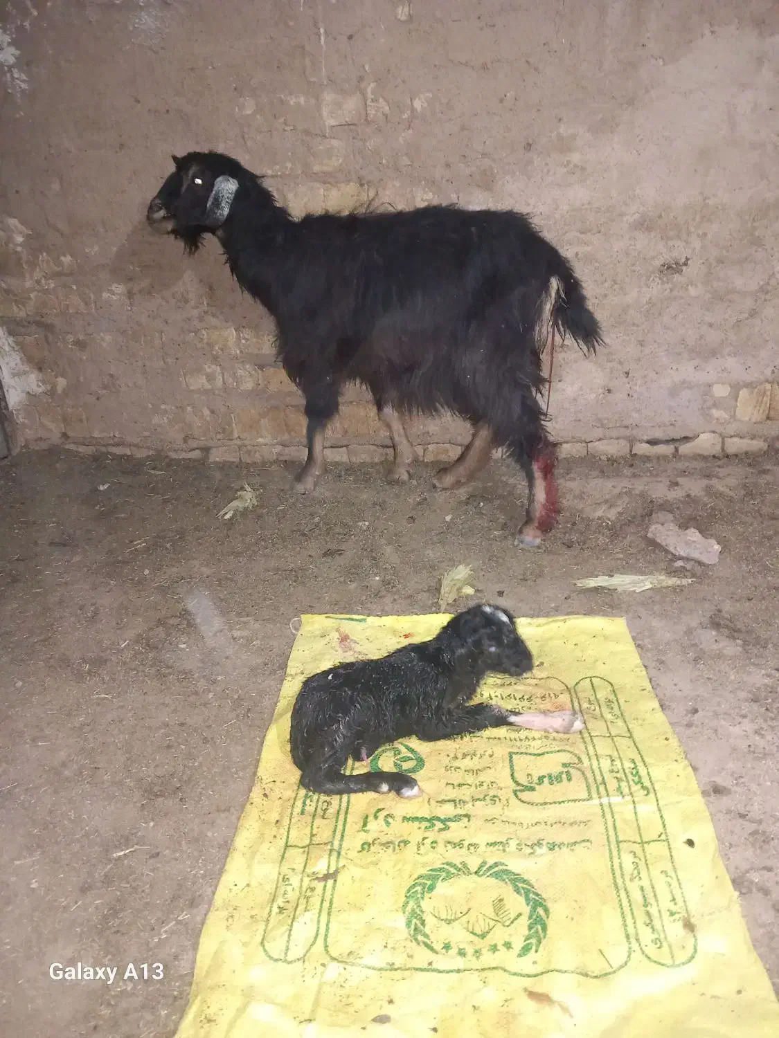 بز و بزغاله|حیوانات مزرعه|کوهدشت, |دیوار