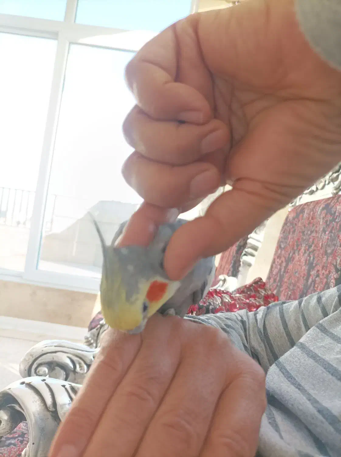 عروس هلندی|پرنده|مشهد, شهرک لشکر (شهرک غرب)|دیوار