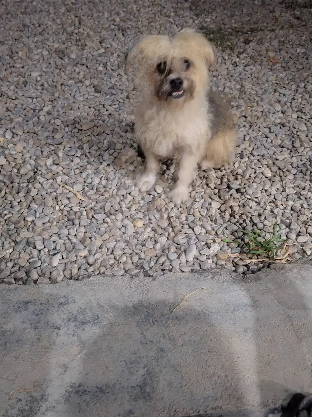 سگ پا کوتاه|سگ|ساری, |دیوار