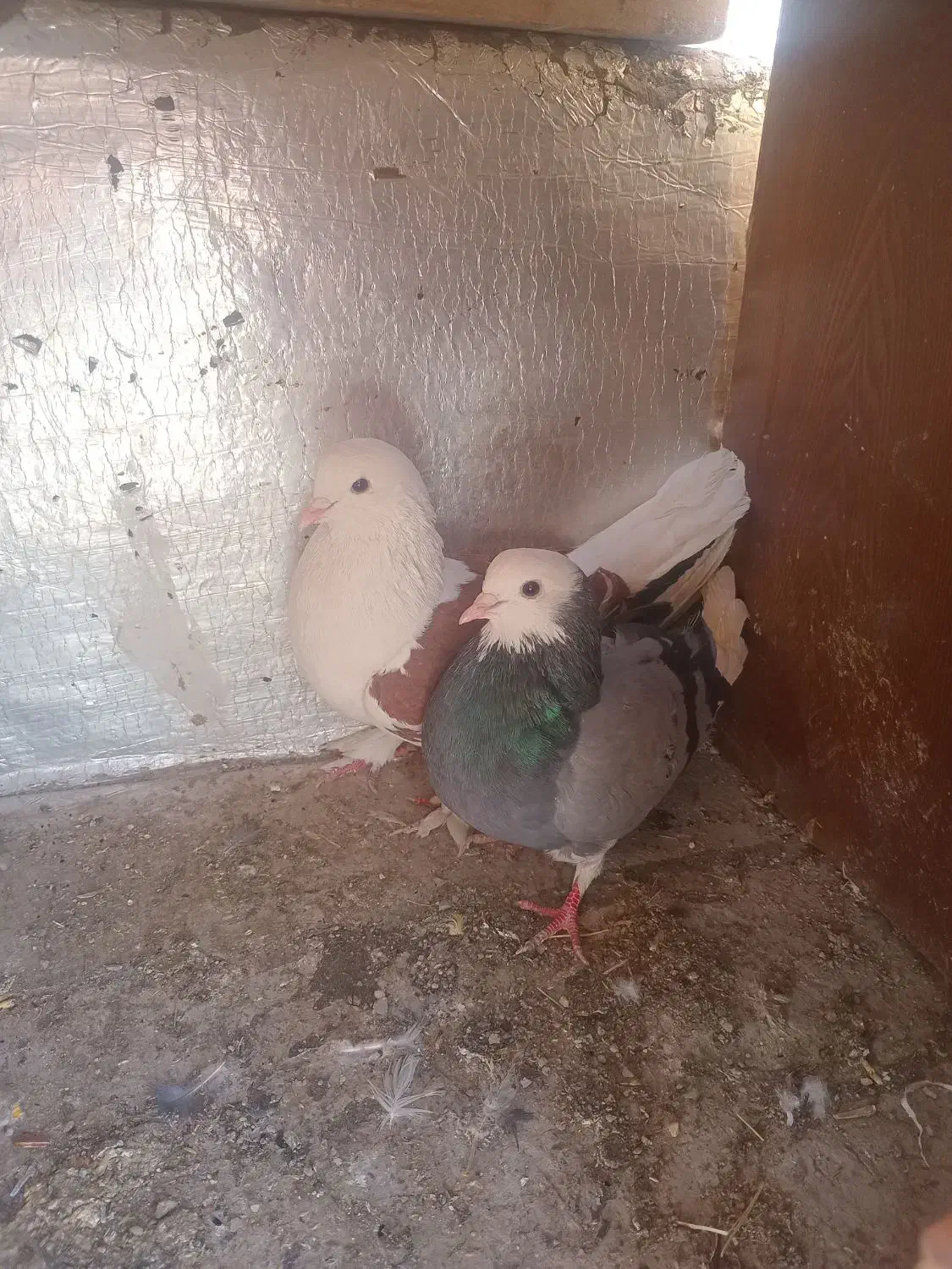 کفتر|پرنده|بومهن, |دیوار