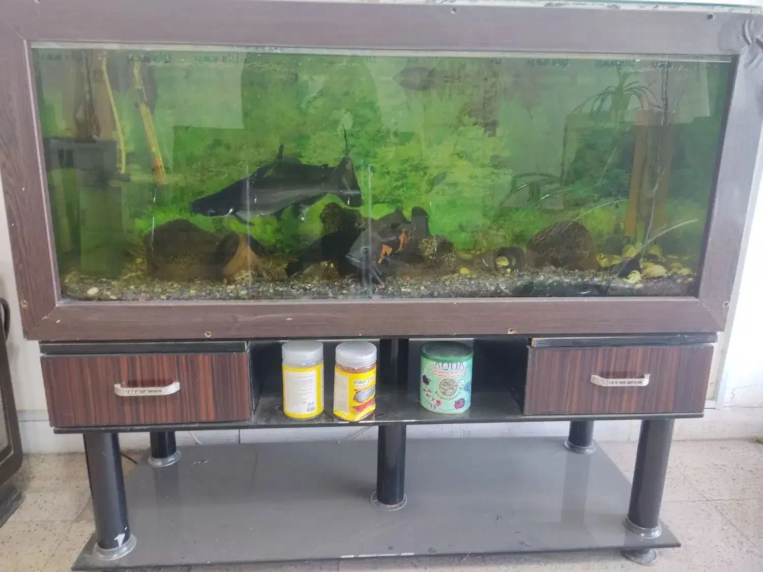 آکواریوم|ماهی|اردبیل, |دیوار