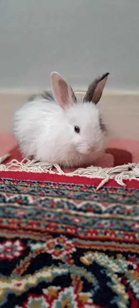 خرگوش|موش و خرگوش|زنجان, |دیوار