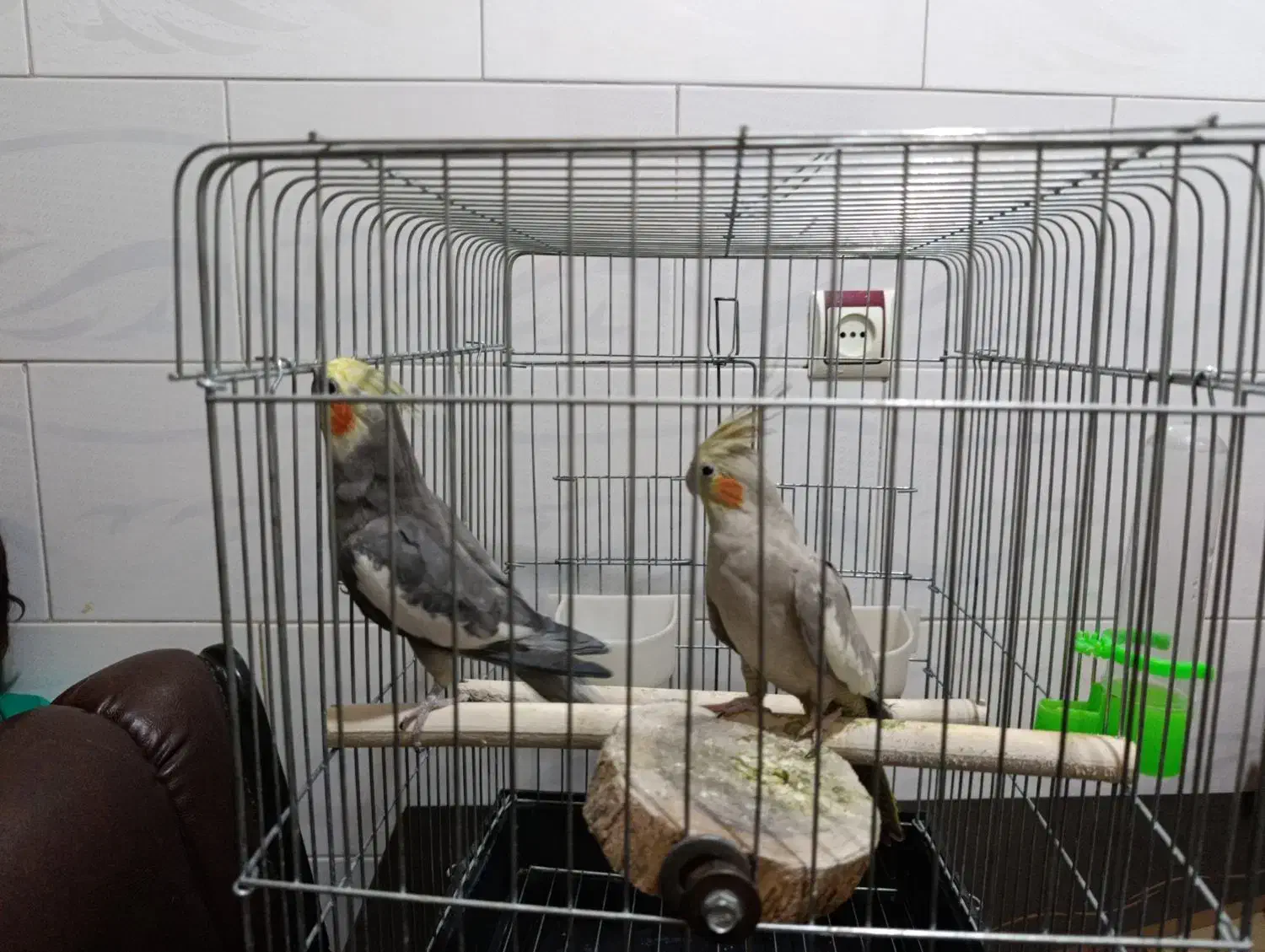 یک جفت پرنده عروس هلندی بالغ|پرنده|محمدیه-قزوین, |دیوار