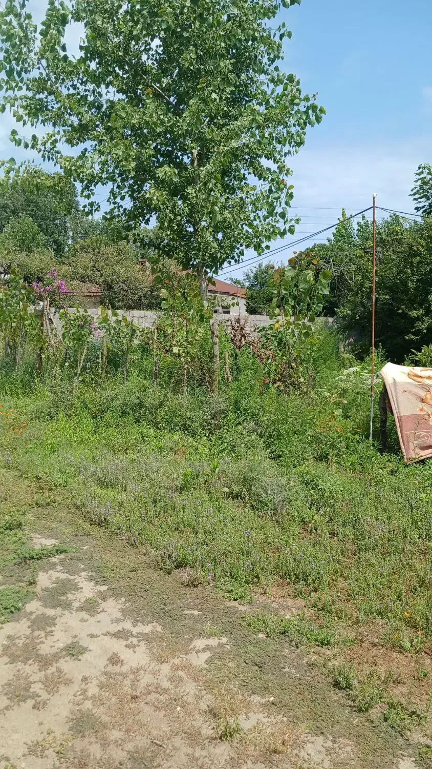 فروش زمین مسکونی کلیمان|فروش زمین و ملک کلنگی|رضوانشهر, |دیوار