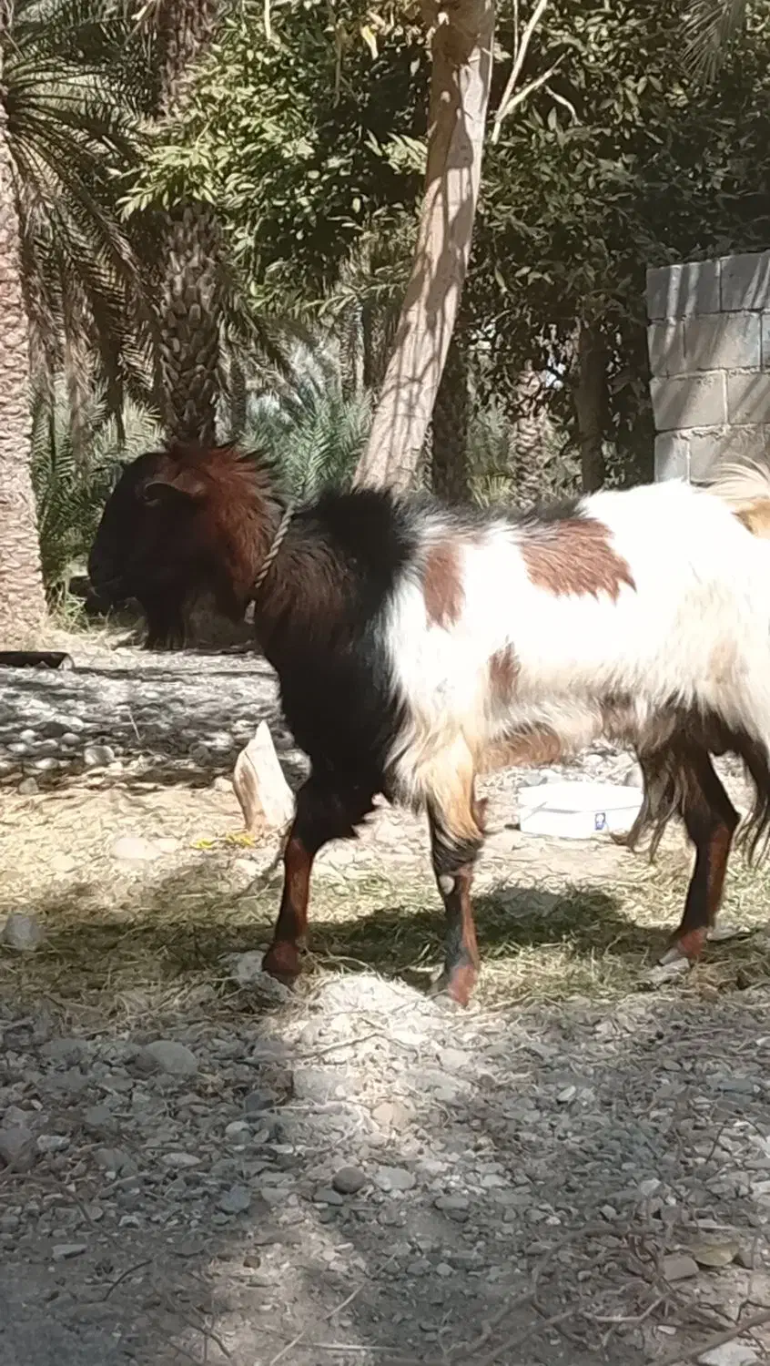 نری|حیوانات مزرعه|رودخانه, |دیوار