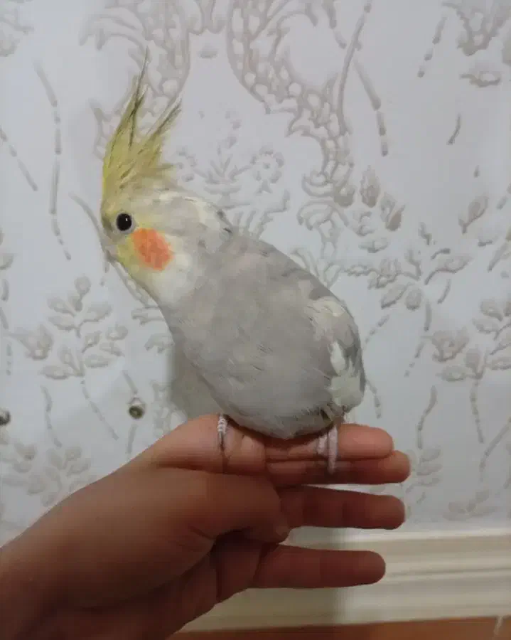 گمشده در سوسنگرد|حیوانات|سوسنگرد, |دیوار