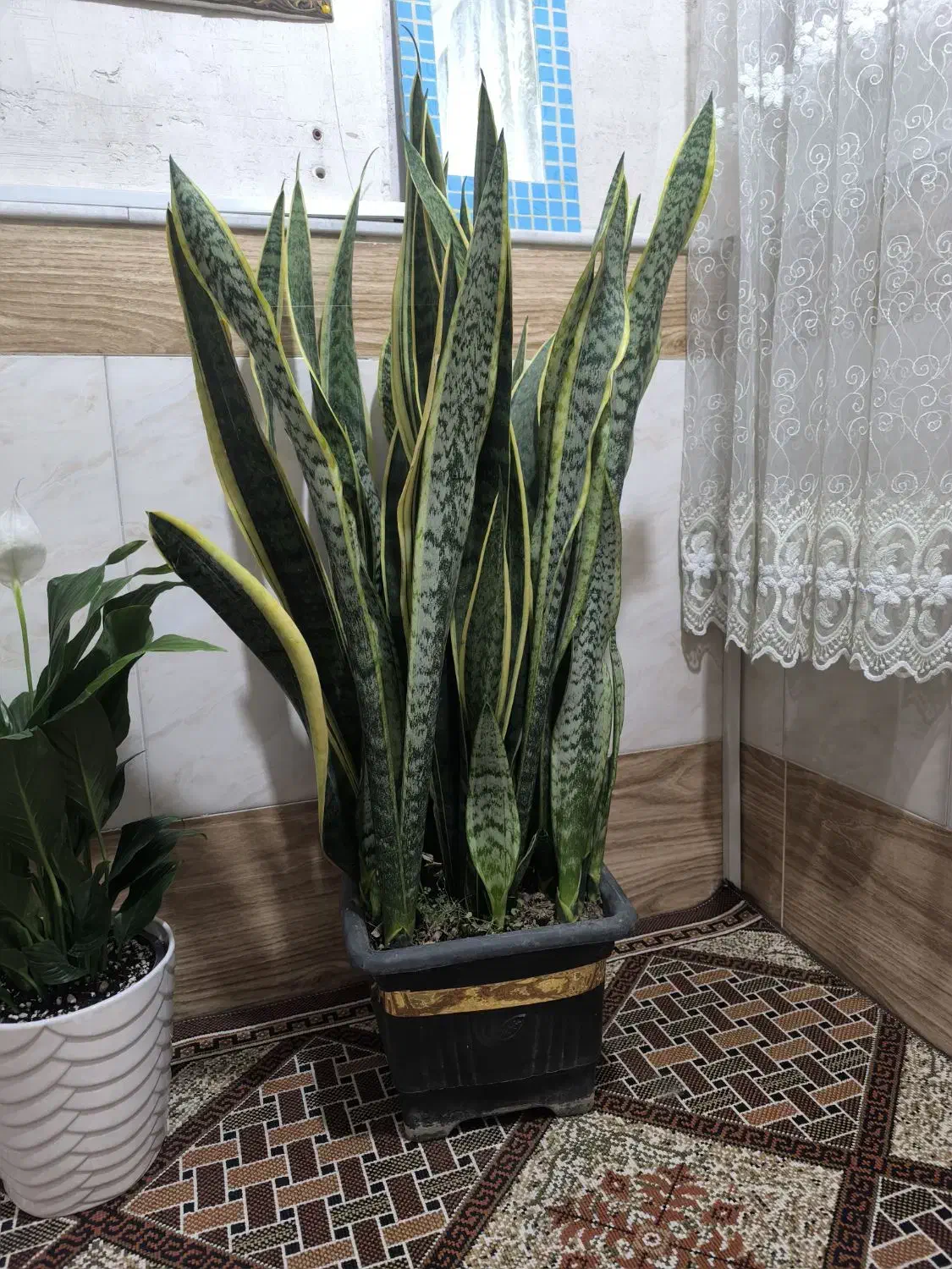 غول پیکر سانسوریا ابلغ|گل و گیاه طبیعی|قم, شهرک فاطمیه|دیوار