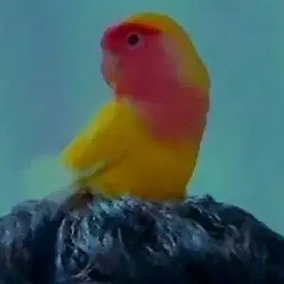 طوطی گم شده|حیوانات|اندیمشک, |دیوار