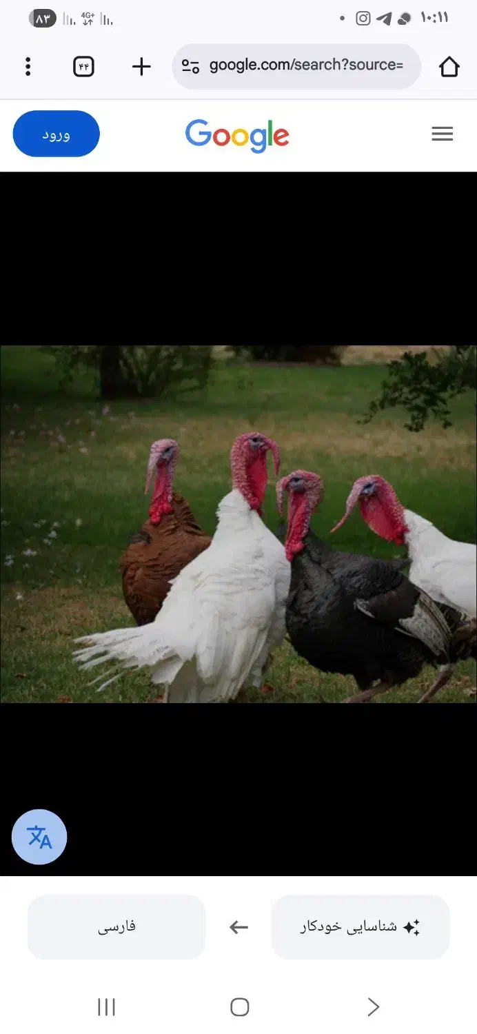 گوشت بوقلمون ترین و تازه|خوردنی و آشامیدنی|سبزوار, امیریه|دیوار