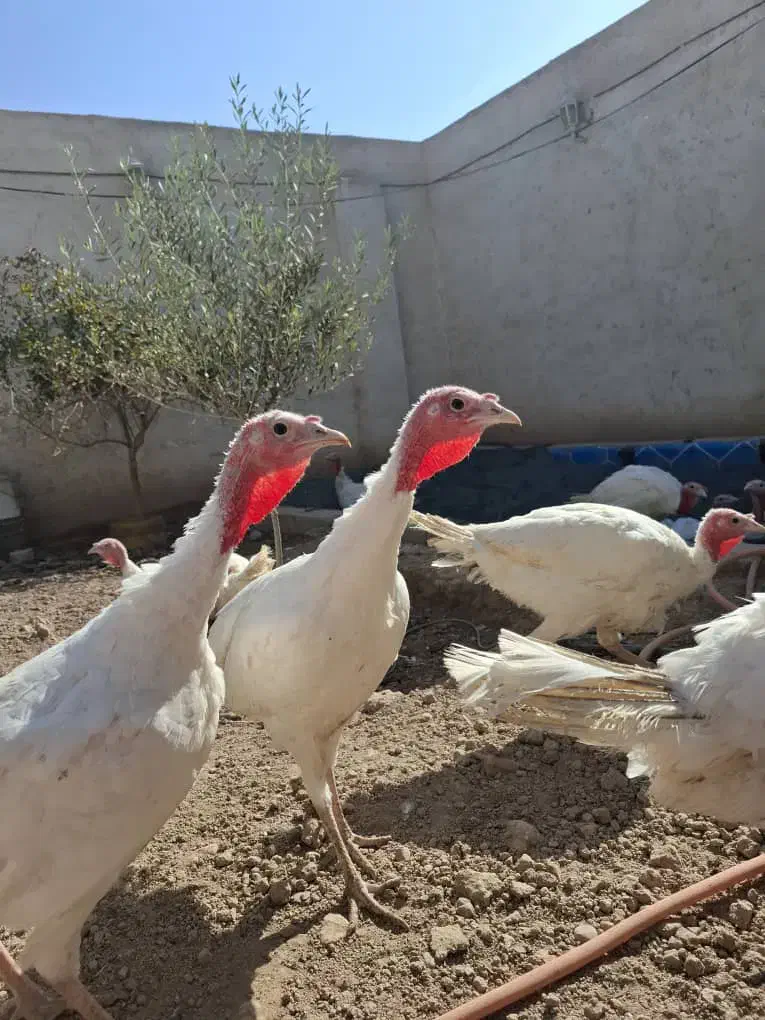 بوقلمون|حیوانات مزرعه|پاکدشت, پاکدشت (مامازند)|دیوار