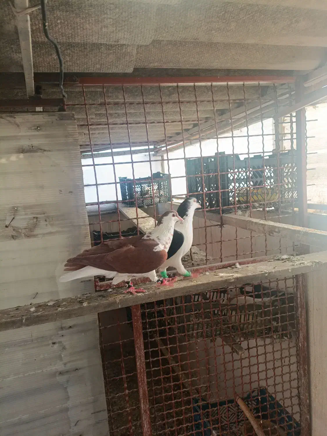 کبوتر چادری|پرنده|ری, علایین|دیوار