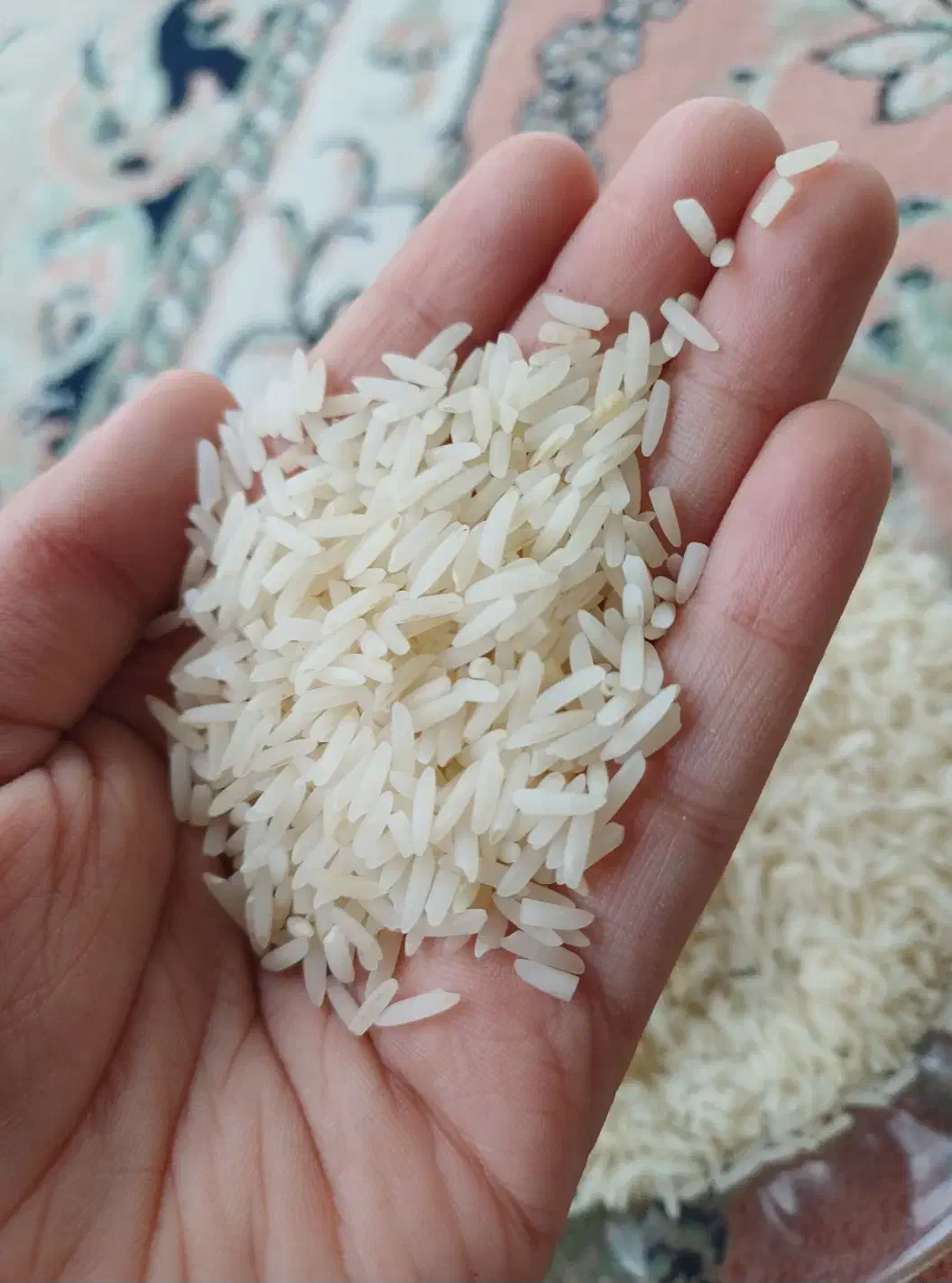 برنج صدری دم سیاه|خوردنی و آشامیدنی|رشت, پیرکلاچای|دیوار