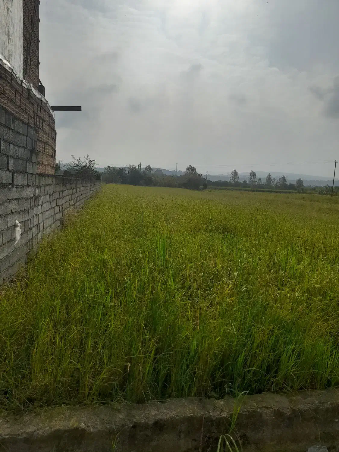 فروش فوری زمین|فروش دفتر صنعتی، کشاورزی، تجاری|ساری, |دیوار