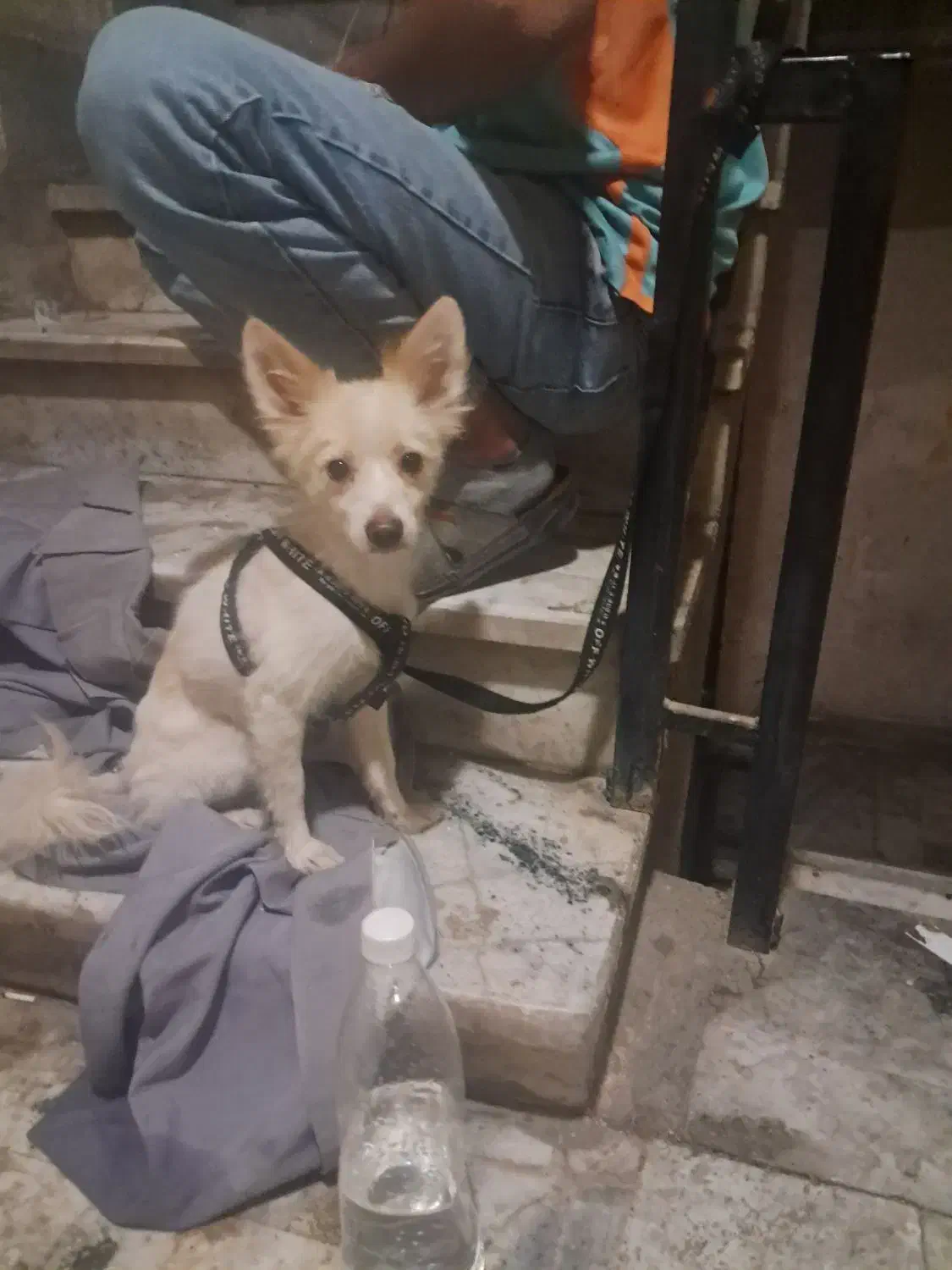 توله سگ ۹ ماهه حرف گوش کن|سگ|ری, سرتخت|دیوار