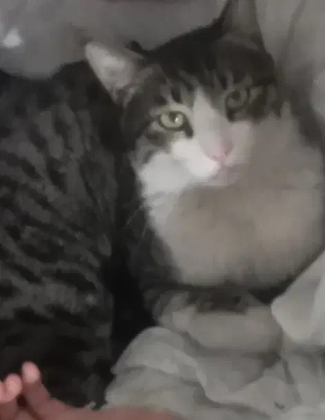 گمشده ۳۰روز|حیوانات|چناران, |دیوار