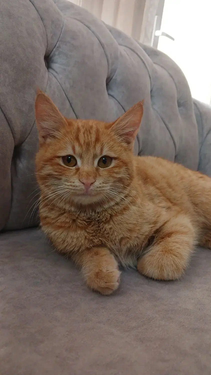 گربه نر|گربه|یزد, |دیوار