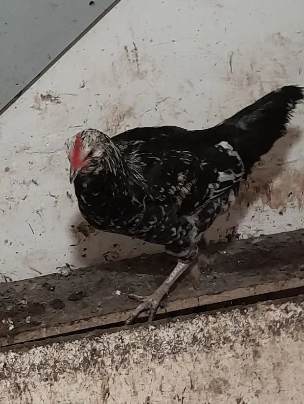 جوجه خروس|حیوانات مزرعه|سنگر, |دیوار