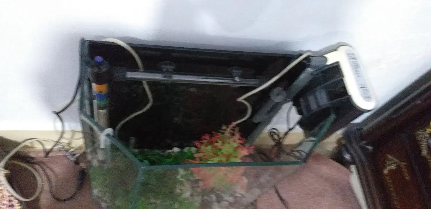 اکواریوم|ماهی|پاکدشت, پاکدشت (مامازند)|دیوار