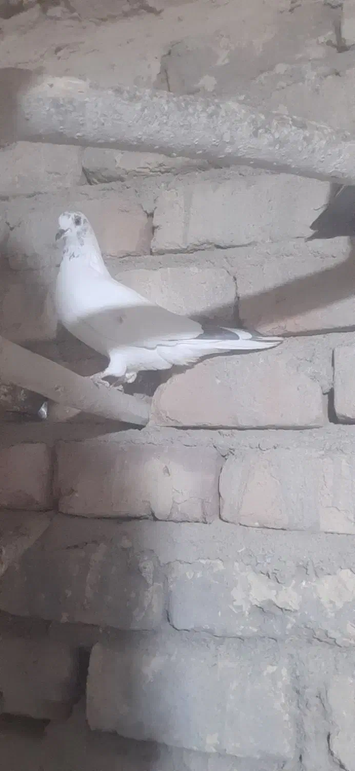 کبوتر ماده پرشی|پرنده|قم, آزادگان|دیوار
