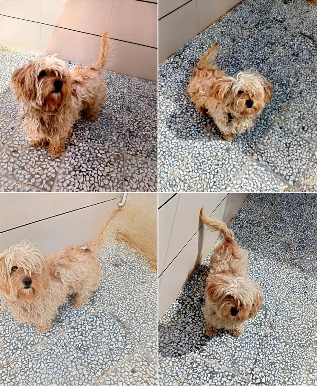 سگ.|سگ|کبودرآهنگ, |دیوار