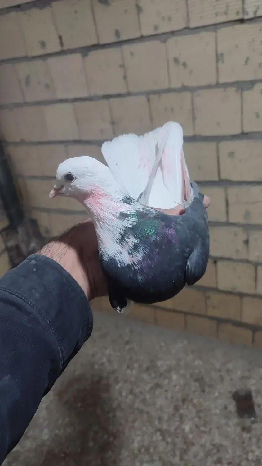 کبوتر گوره مهر|پرنده|کوهدشت, |دیوار