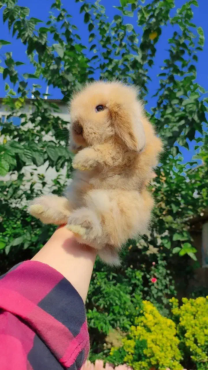 خرگوش لوپ موسوی مجموعه مجاز|موش و خرگوش|گتاب, |دیوار