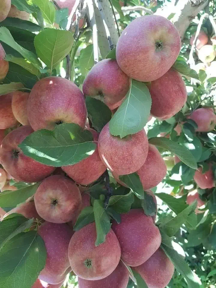 نهال سیب و ارقام مختلف میوه‌ها|خدمات باغبانی و درختکاری|مراغه, |دیوار