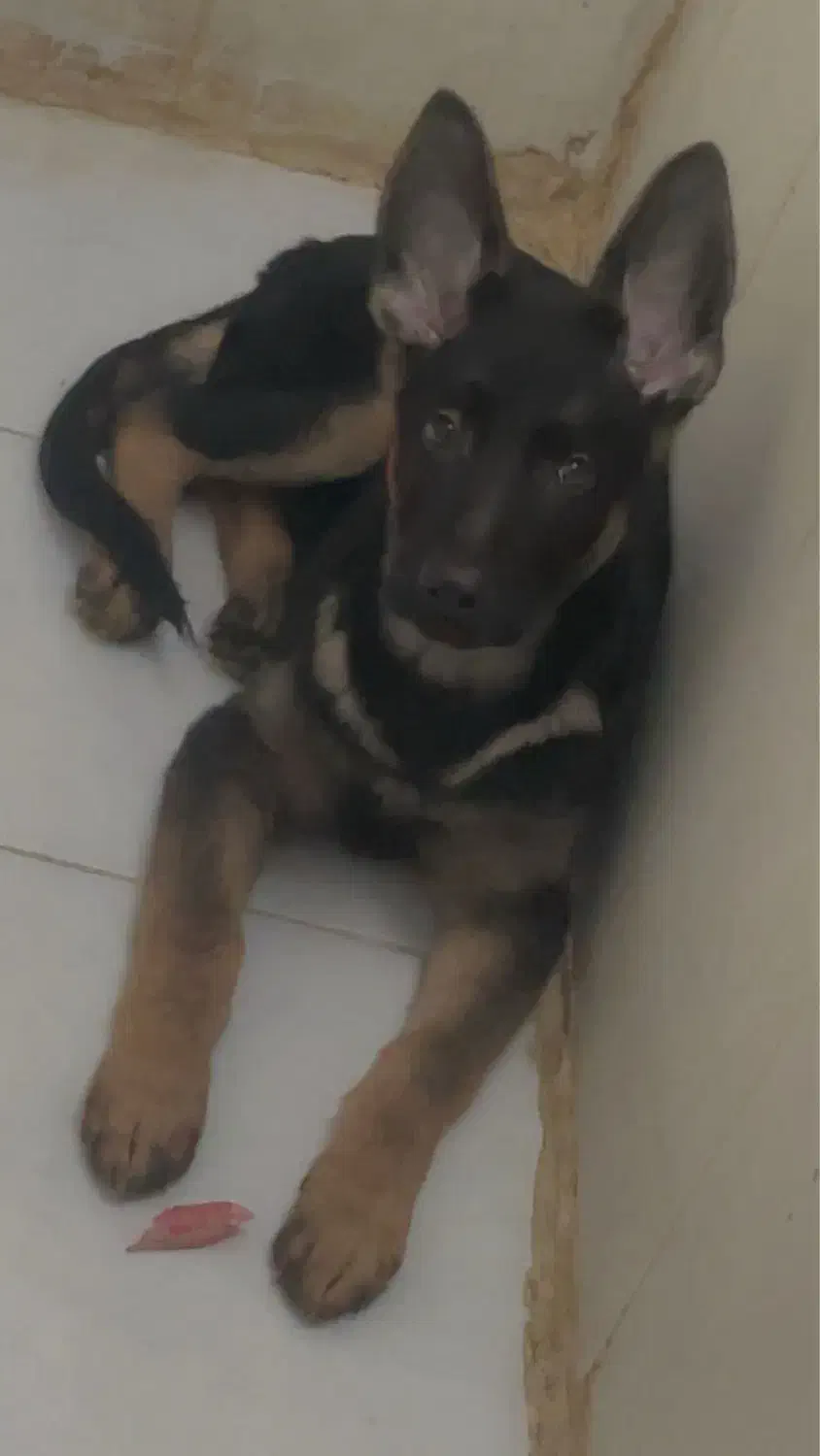 ژرمن شپرد شولاین اصیل گوش ۱۱ ۳ ماهه شناسنامه دار|سگ|مشهد, امیریه|دیوار