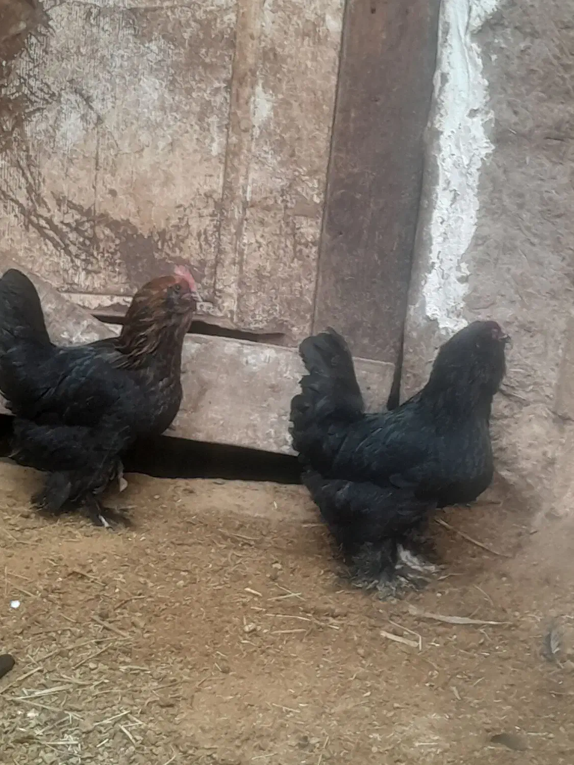 مرغ مرندی|حیوانات مزرعه|زنجانرود, |دیوار