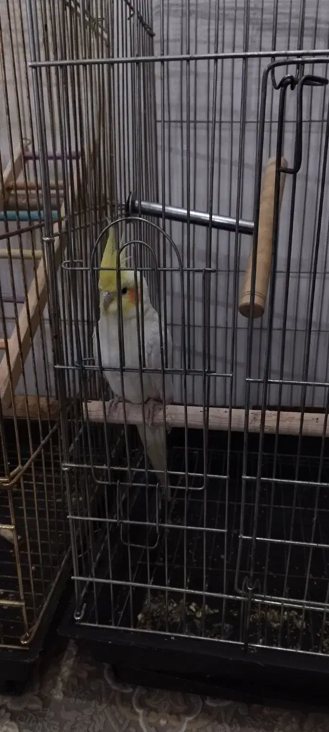 عروس هلندی نر|پرنده|ایلام, |دیوار