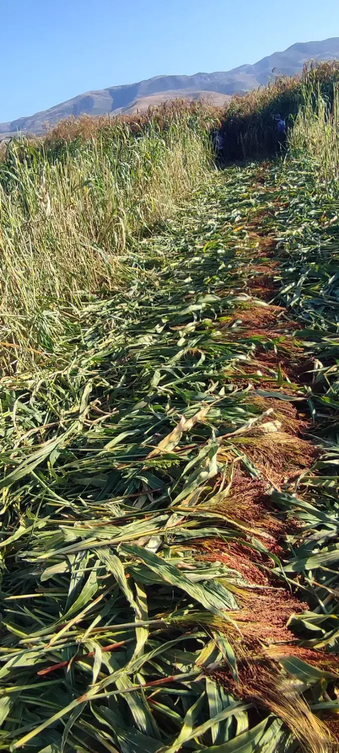 فروش(مزایده دادگاه)|خودرو سواری و وانت|آشخانه, |دیوار