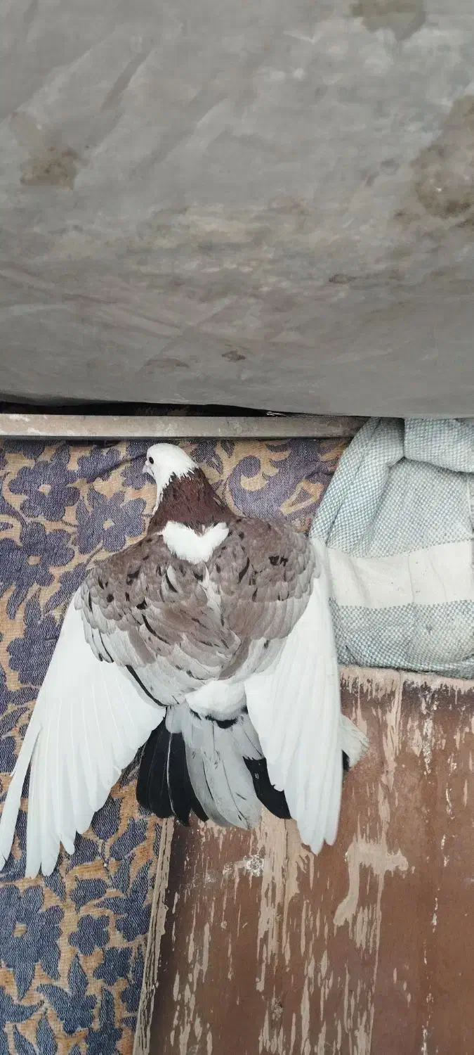 کبوتر پرشی|پرنده|مشکین‌دشت, |دیوار