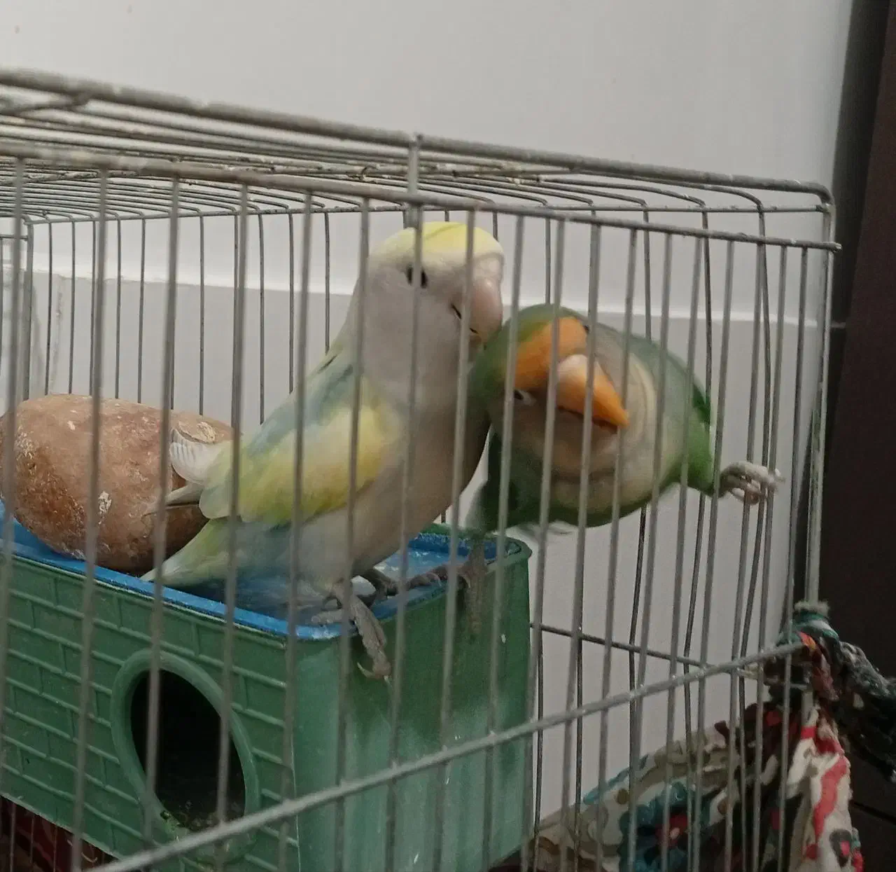 طوطی|پرنده|مرودشت, ژیان|دیوار